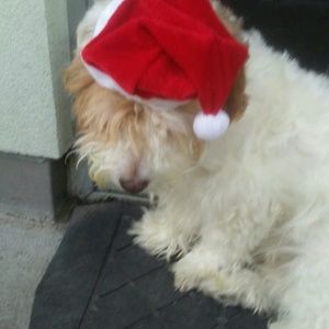 Meet your Posher, Ann